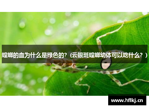 螳螂的血为什么是绿色的？(云眼斑螳螂幼体可以吃什么？)